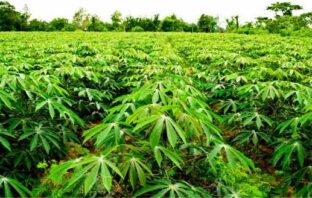 Two persons docked for allegedly destroying N5m worth cassava farm